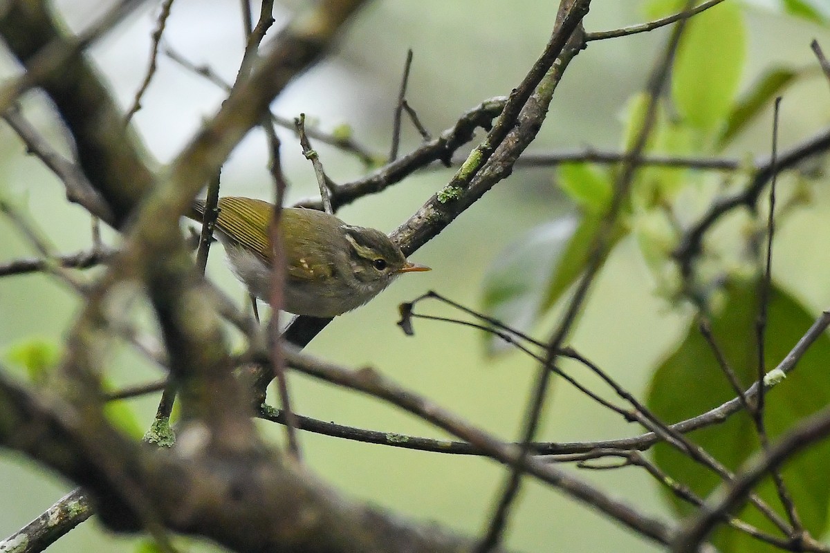 Claudia's Leaf Warbler - ML644304036