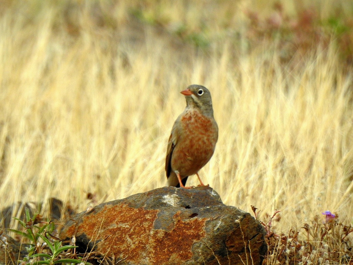 Хөхлөрийн хөмрөг - ML644304037