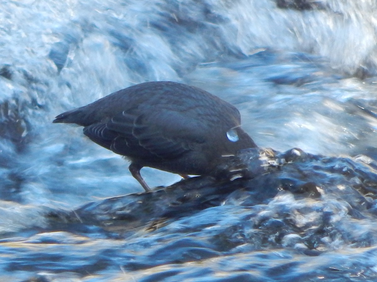 American Dipper - ML644304038