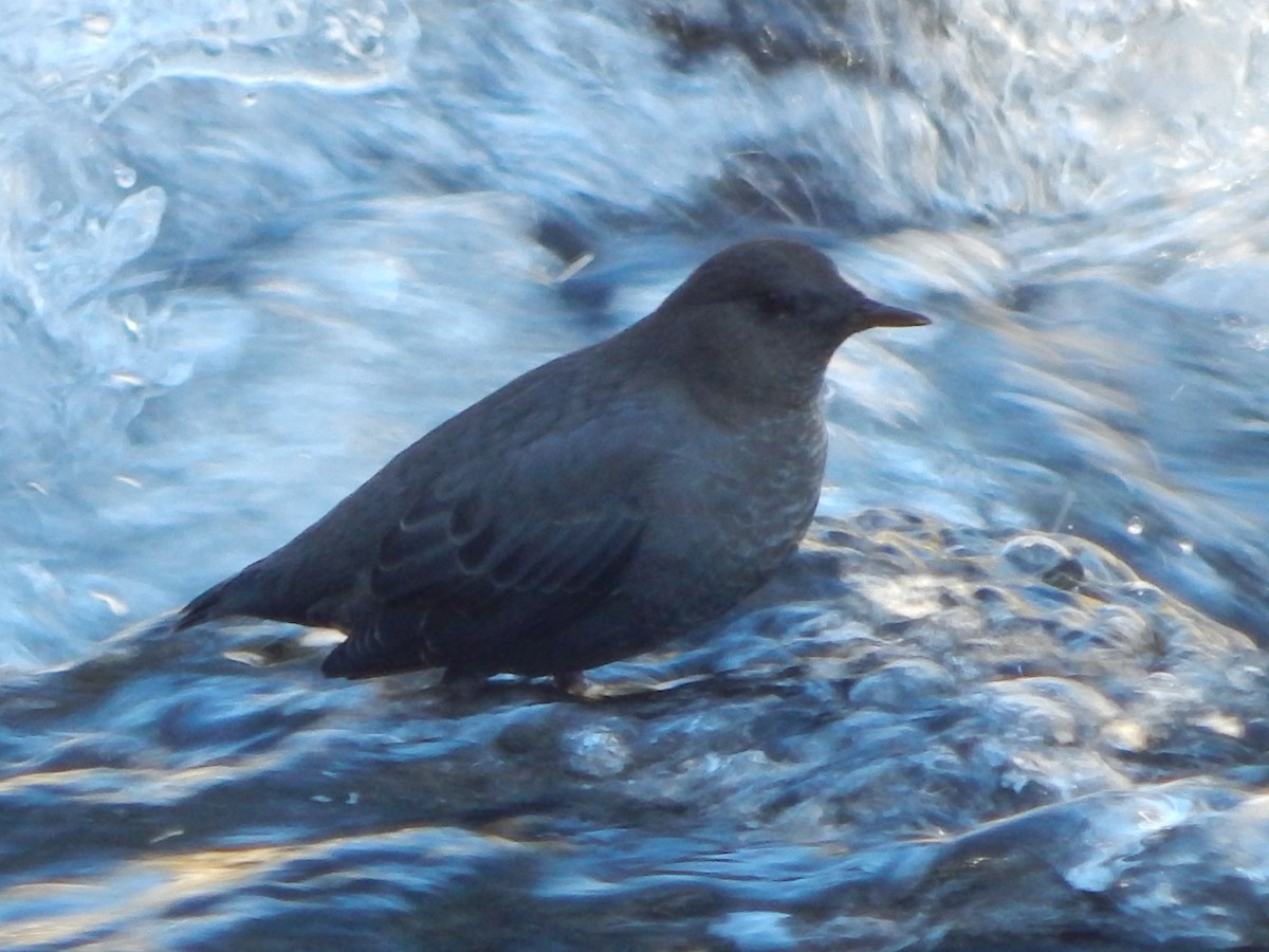 American Dipper - ML644304039