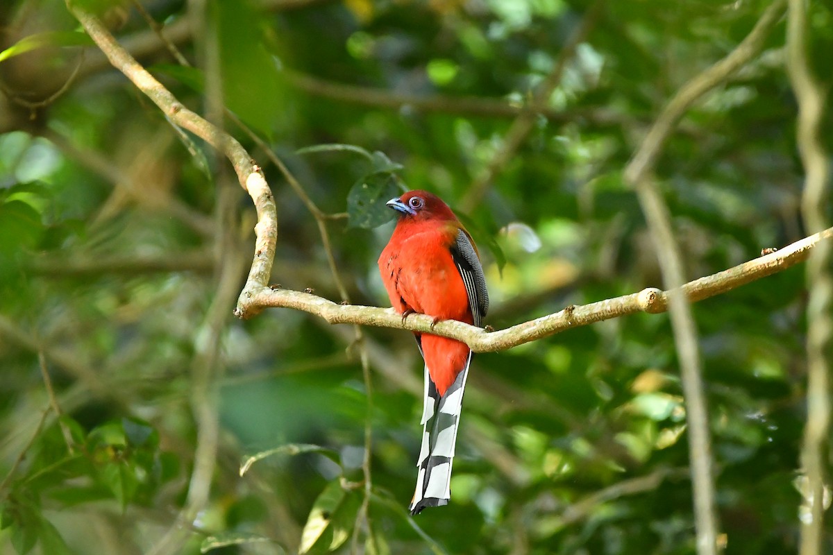 Red-headed Trogon - ML644304045