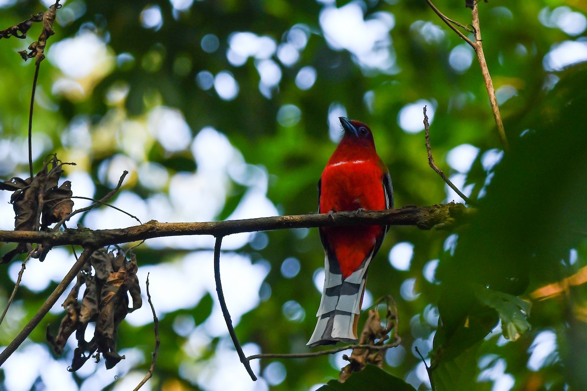Red-headed Trogon - ML644304046