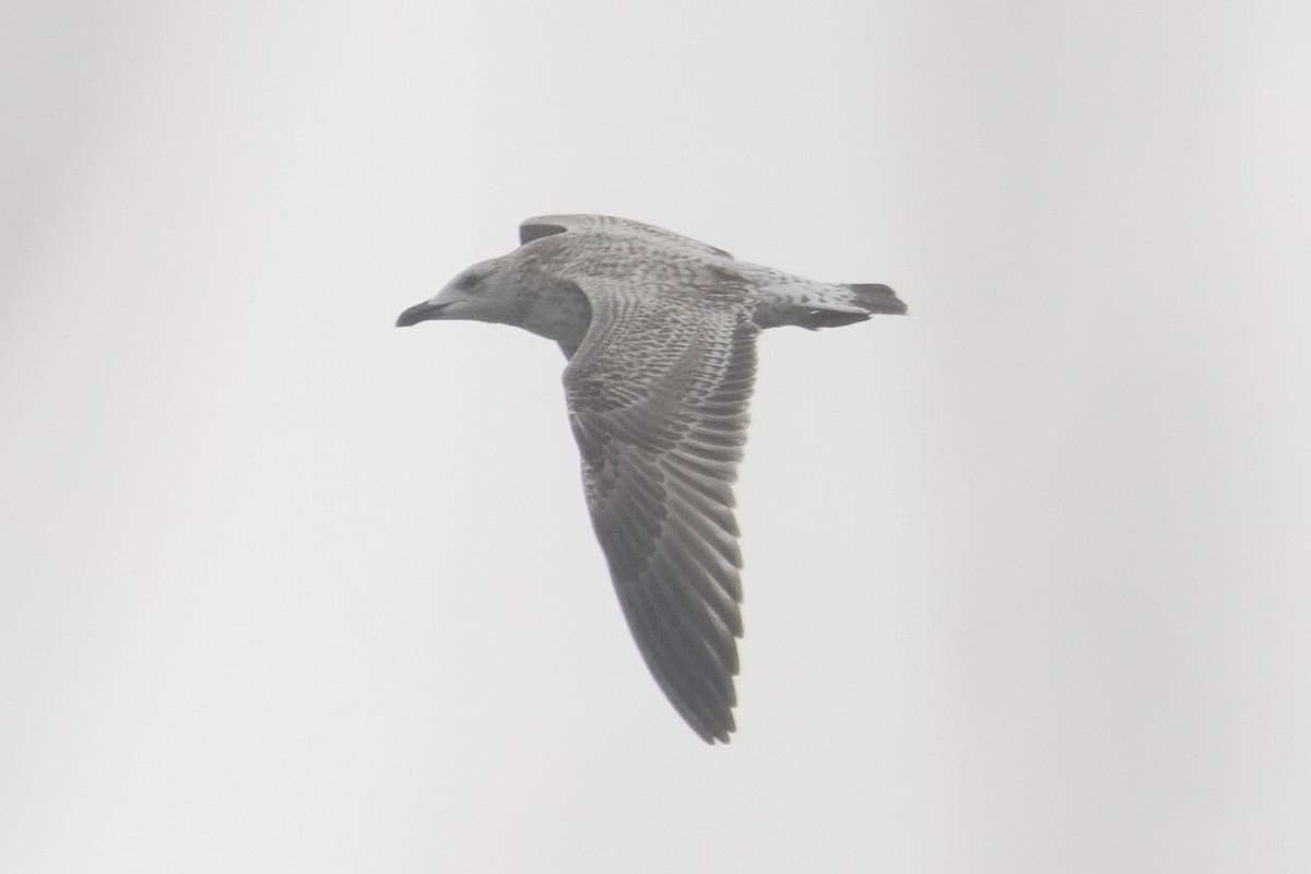 Lesser Black-backed Gull - ML644304047