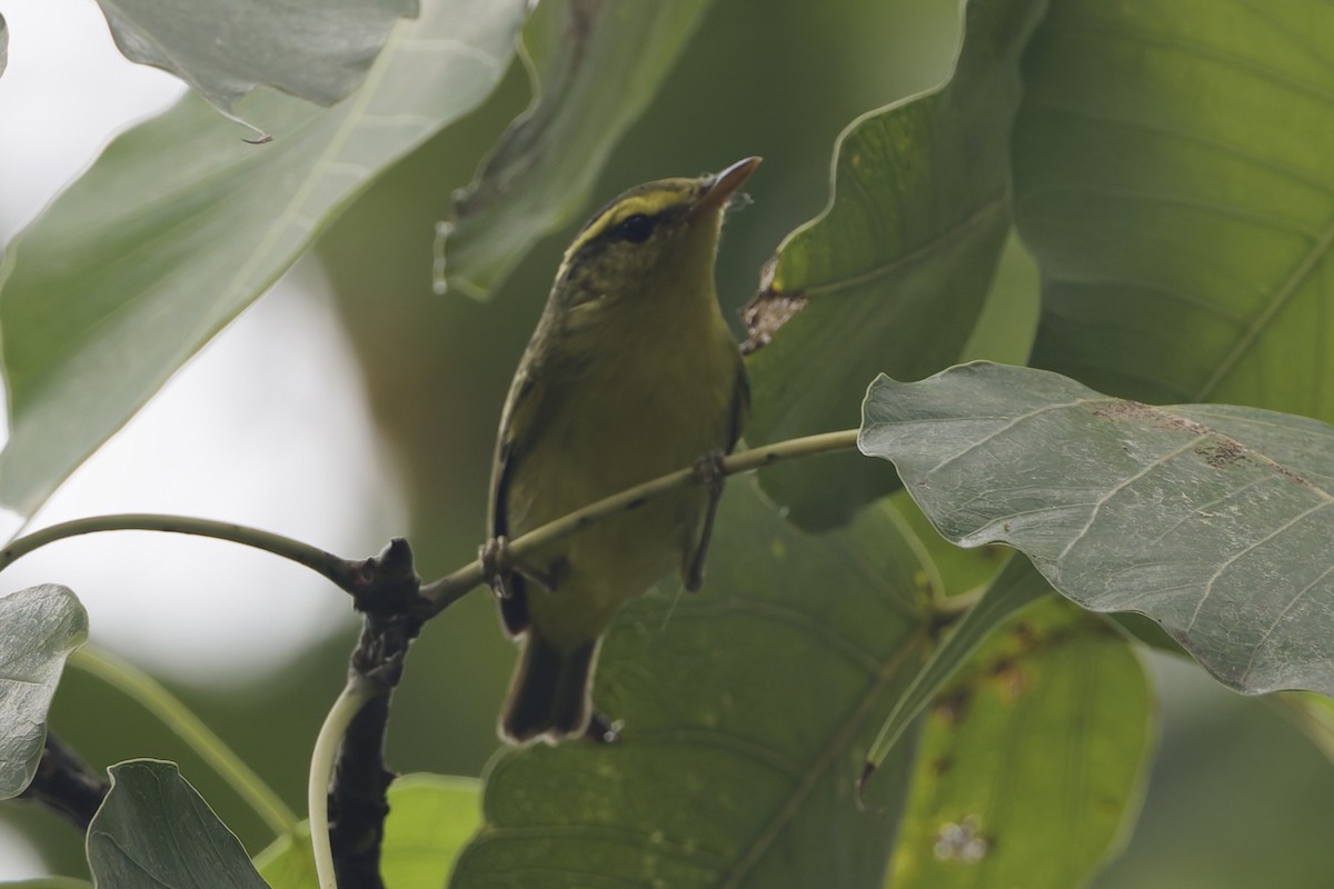 Sulphur-breasted Warbler - ML644304048