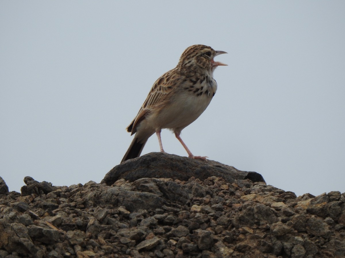 Indian Bushlark - ML644304050