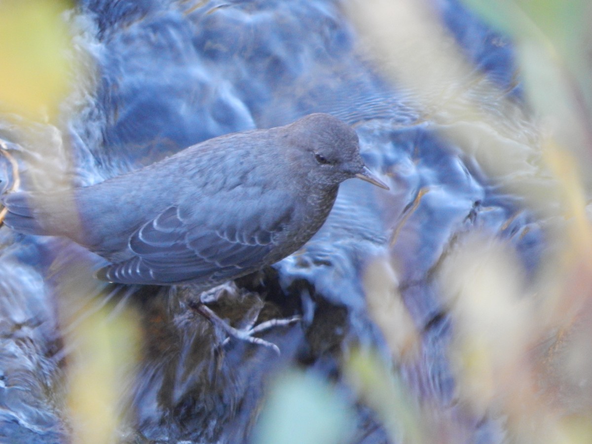 American Dipper - ML644304051