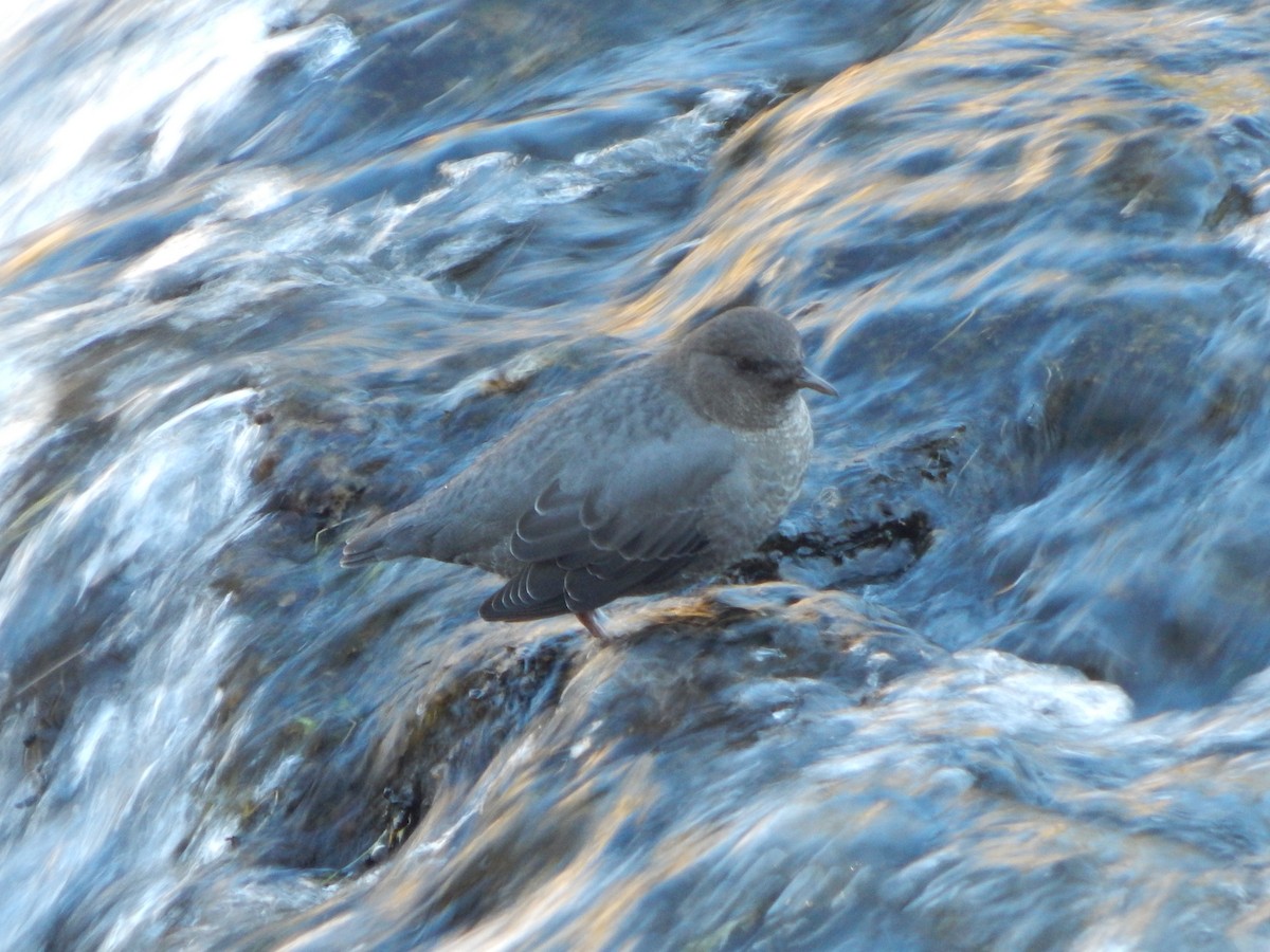 American Dipper - ML644304052