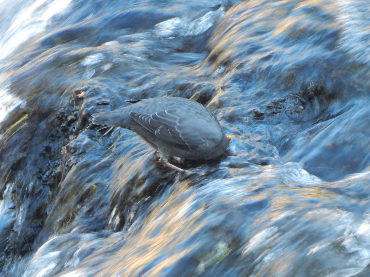 American Dipper - ML644304053