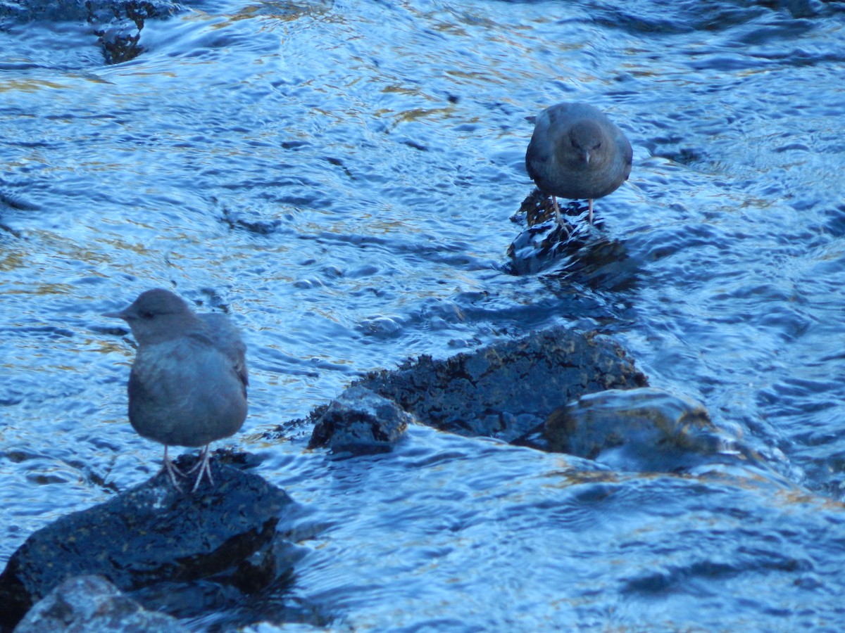 American Dipper - ML644304054