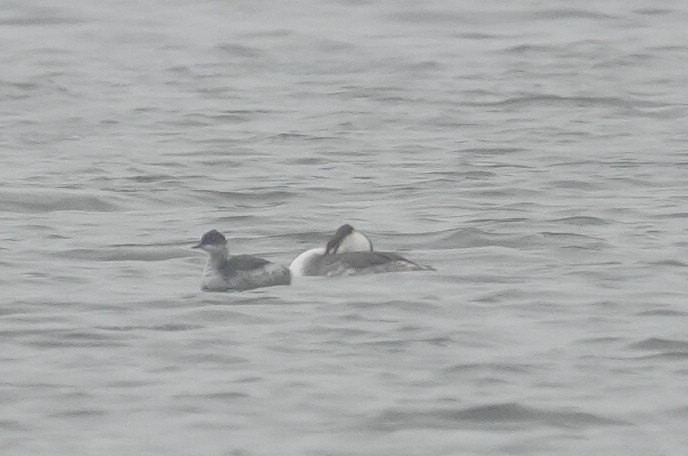 Eared Grebe - ML644304057