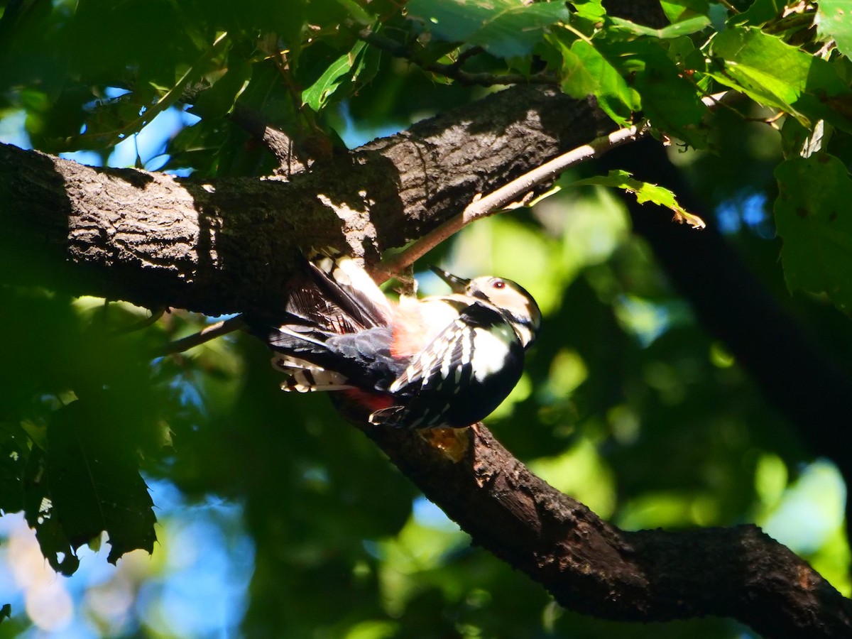 Great Spotted Woodpecker (japonicus) - ML644304063