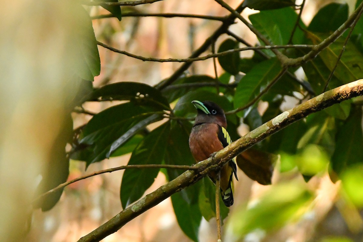 Banded Broadbill - ML644304067