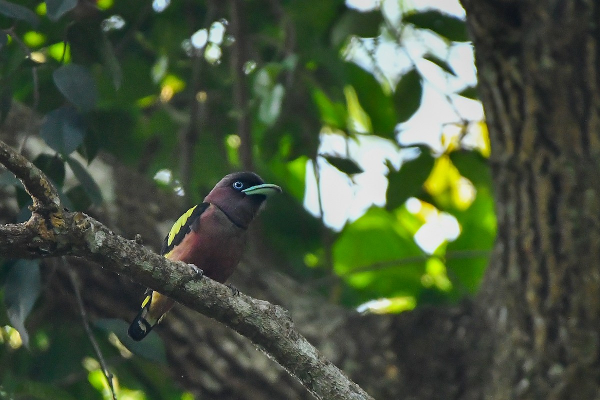 Banded Broadbill - ML644304069