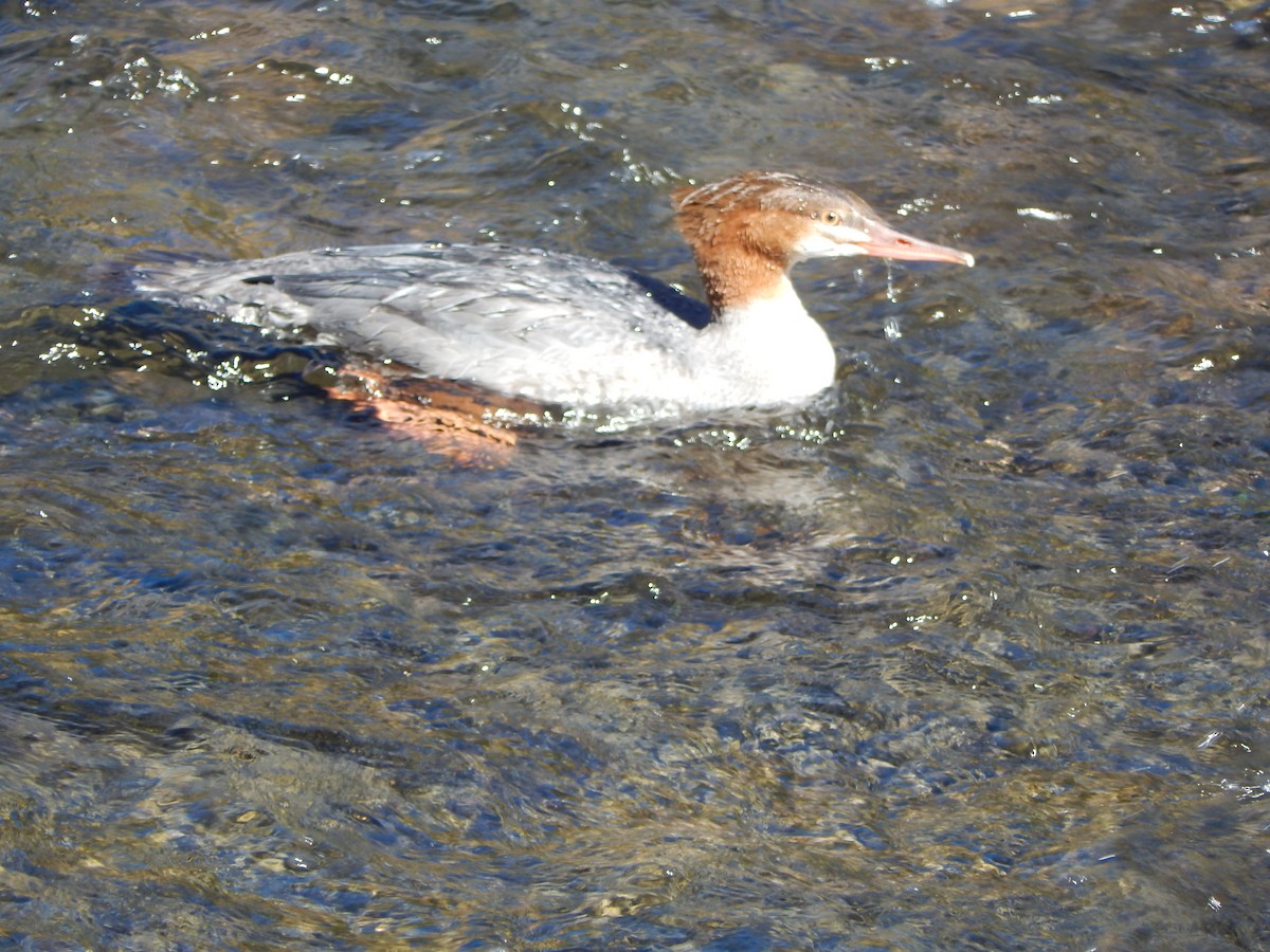 Common Merganser (North American) - ML644304071