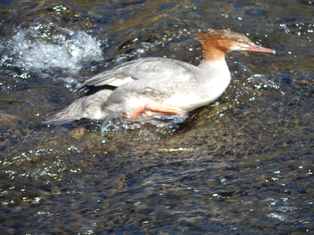 Common Merganser (North American) - ML644304072