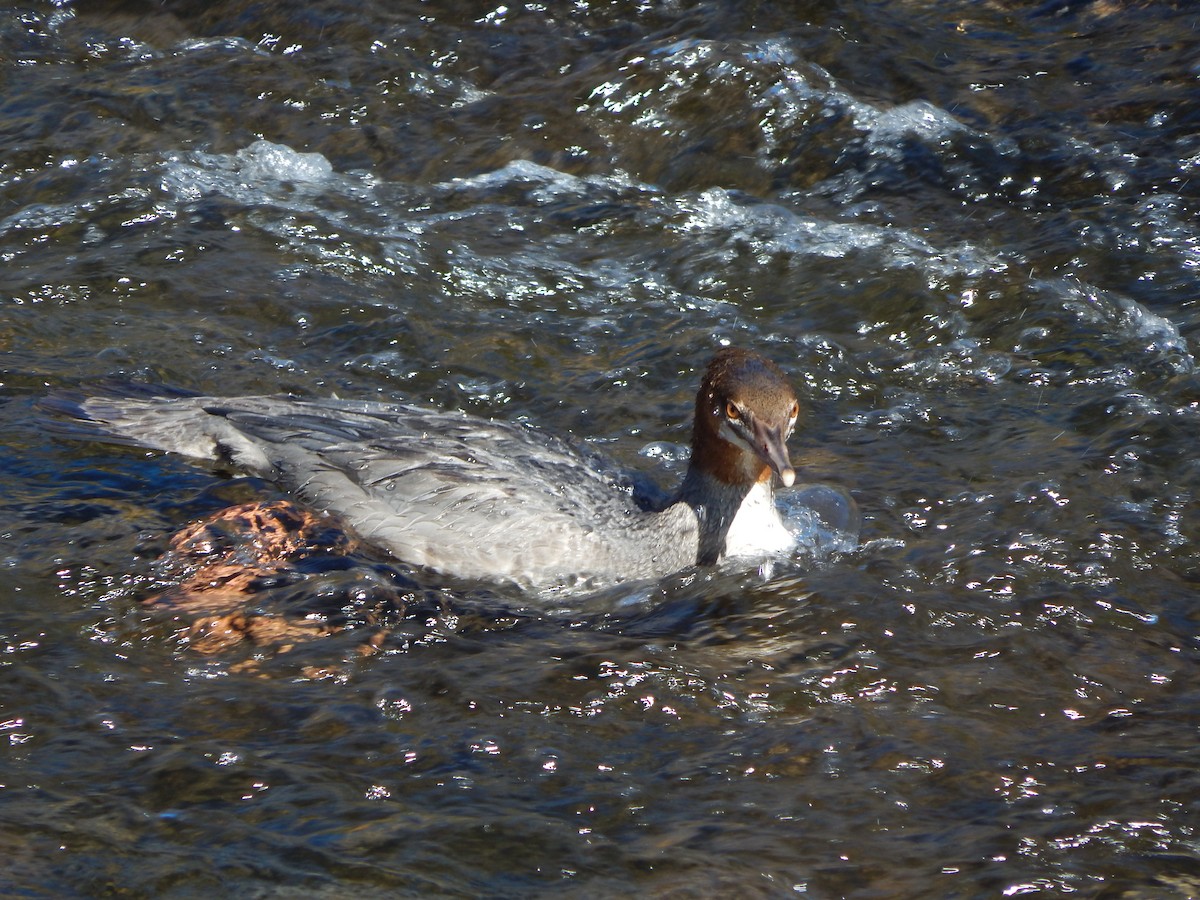 Common Merganser (North American) - ML644304073