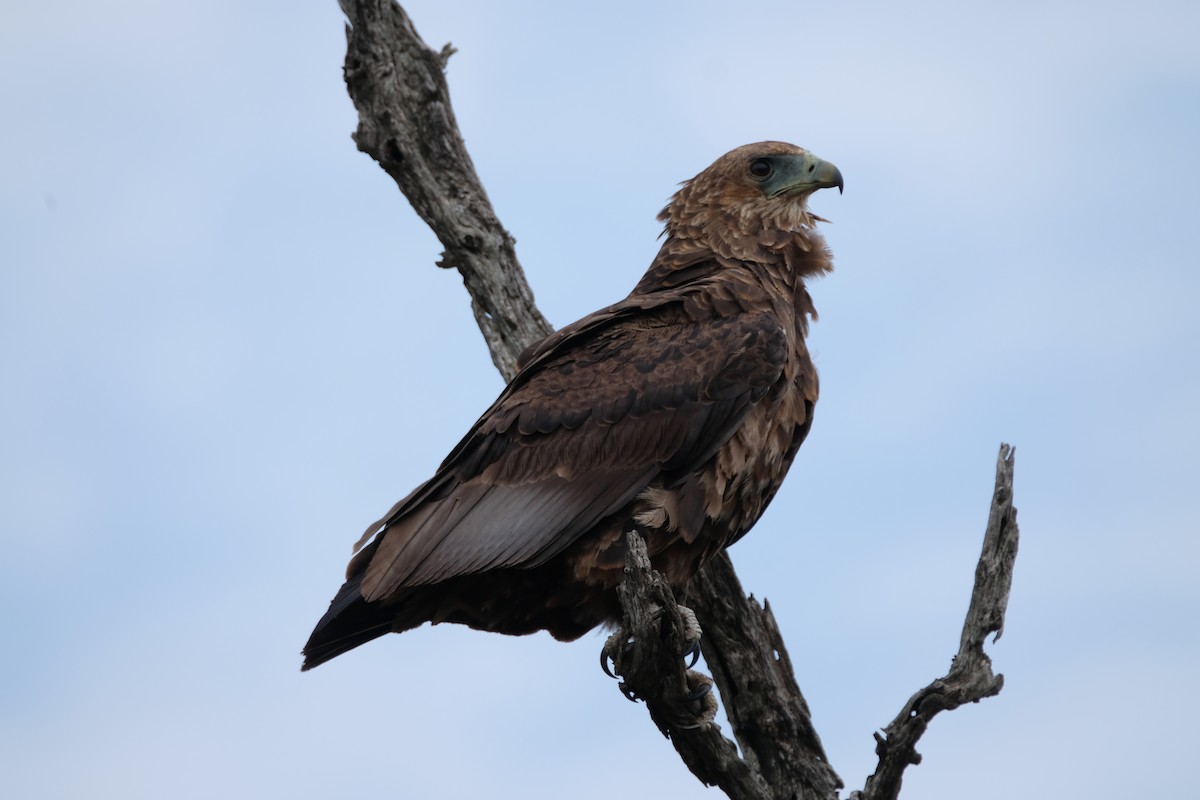 Bateleur des savanes - ML644304074