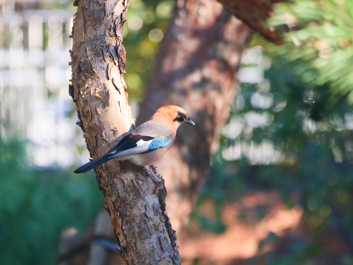Eurasian Jay (Brandt's) - ML644304075