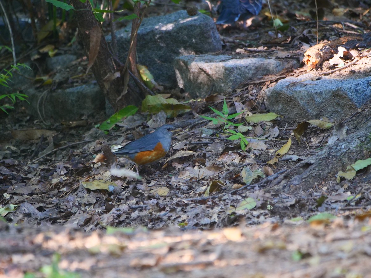 Amurdrossel - ML644304096