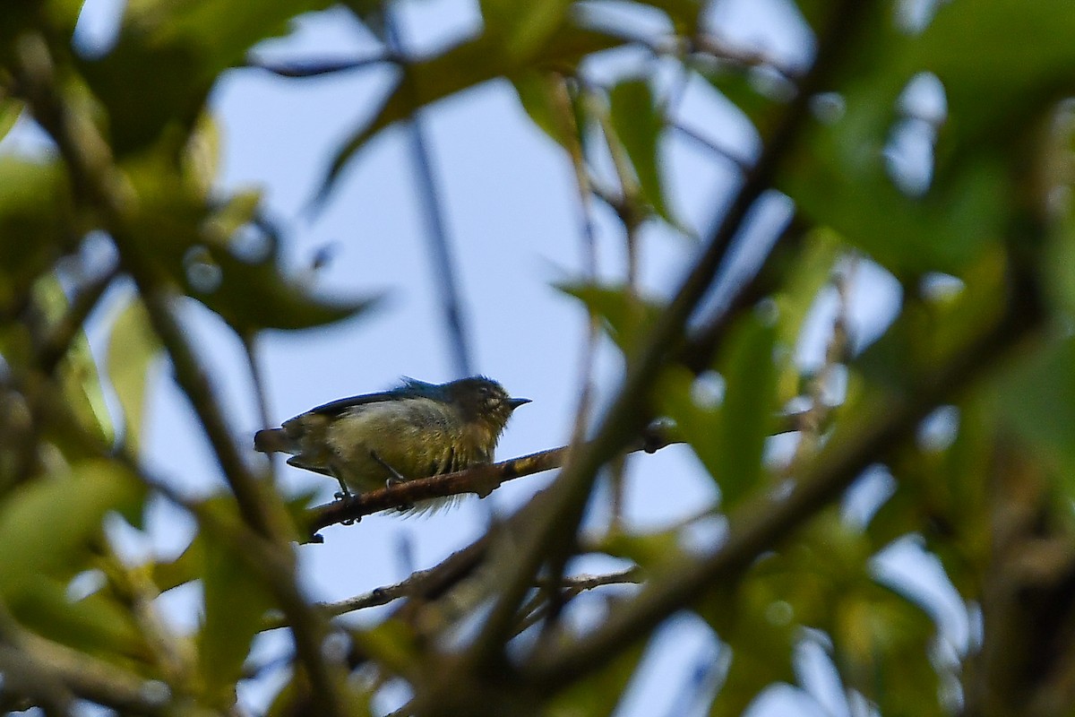 Picaflores de Camboya - ML644304099