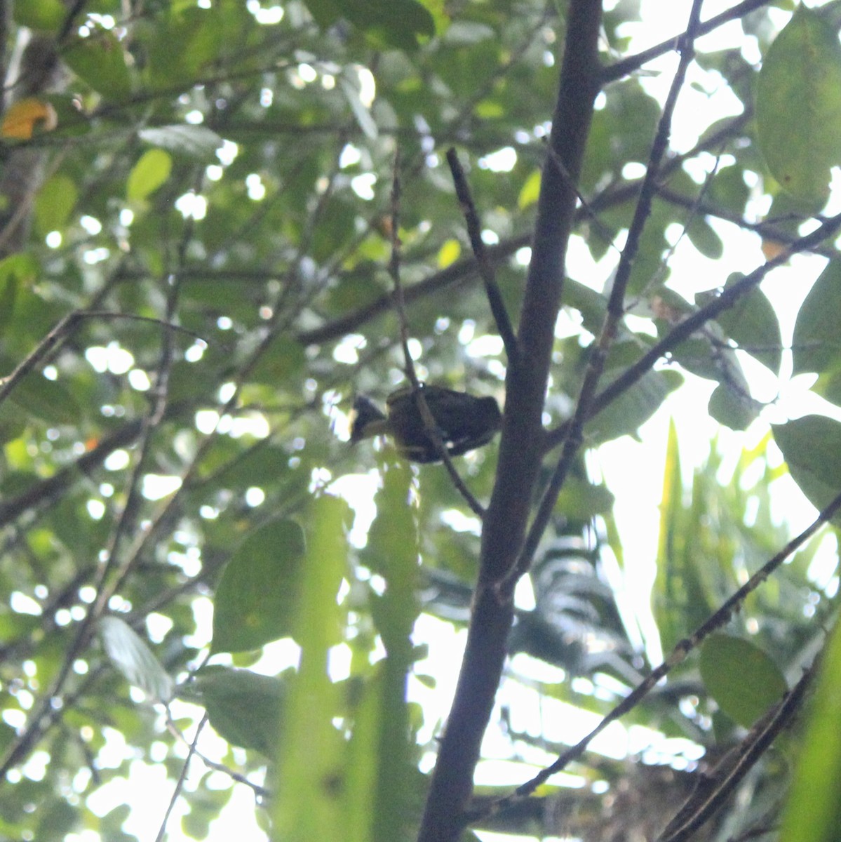 Pic canente - ML644304104