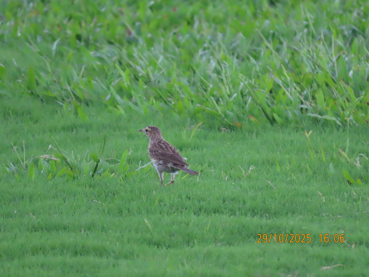 Australian Pipit - ML644304105