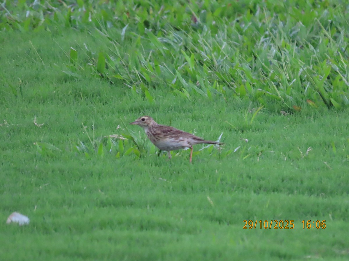 Australian Pipit - ML644304108