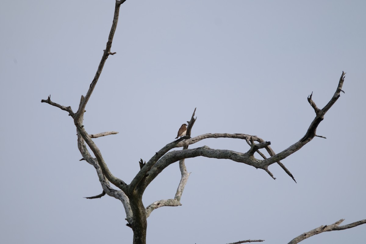 Grand Indicateur - ML644304109