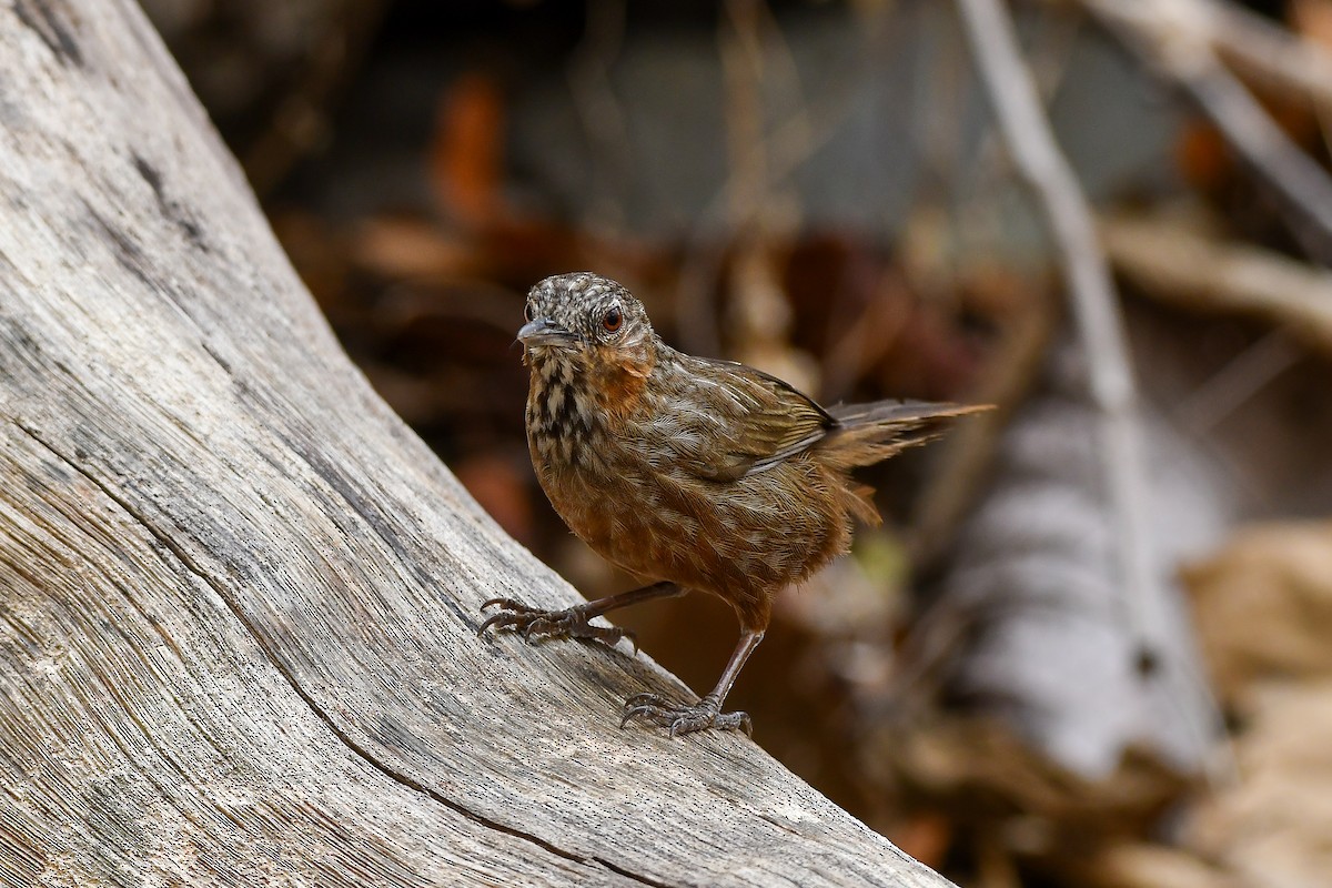 Rufous Limestone Babbler - ML644304132