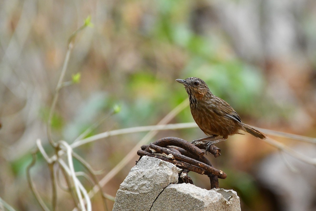 Rufous Limestone Babbler - ML644304133