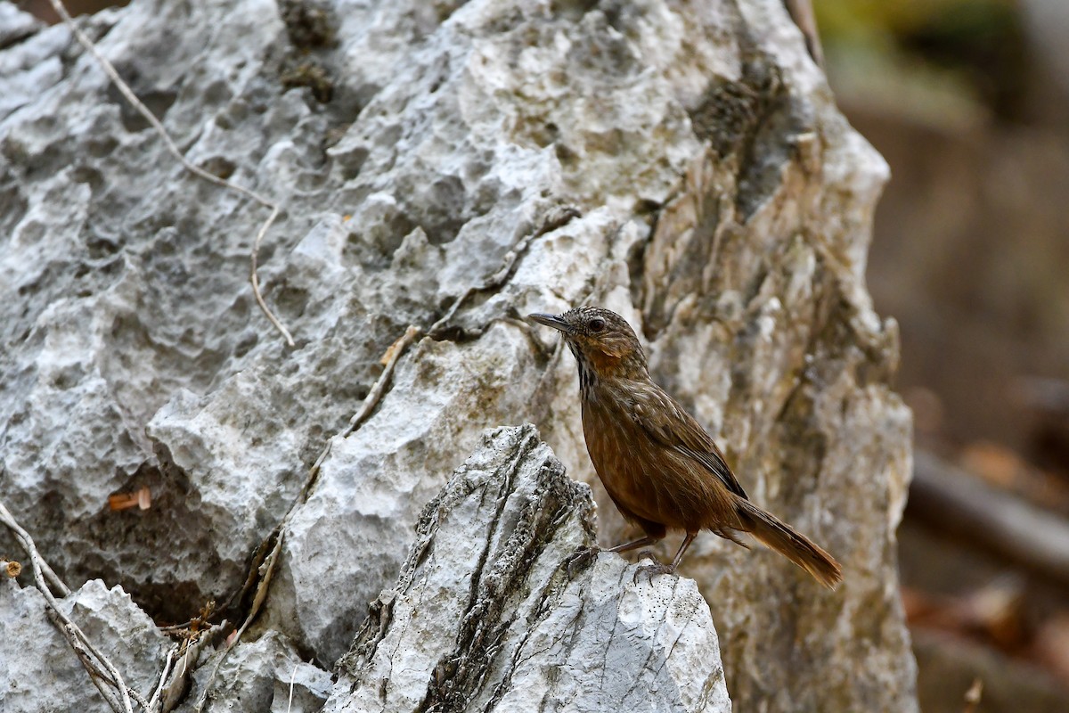 Rufous Limestone Babbler - ML644304134