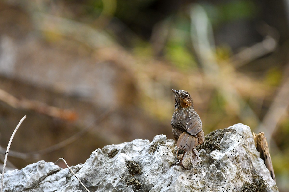 Rufous Limestone Babbler - ML644304135