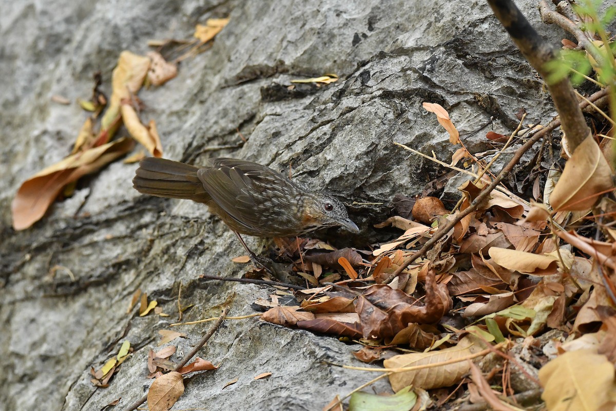 Rufous Limestone Babbler - ML644304136