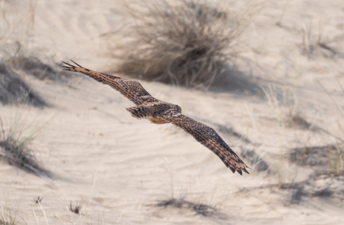 Wüstenuhu - ML644304138