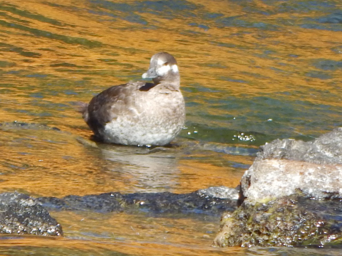 Harlequin Duck - ML644304164