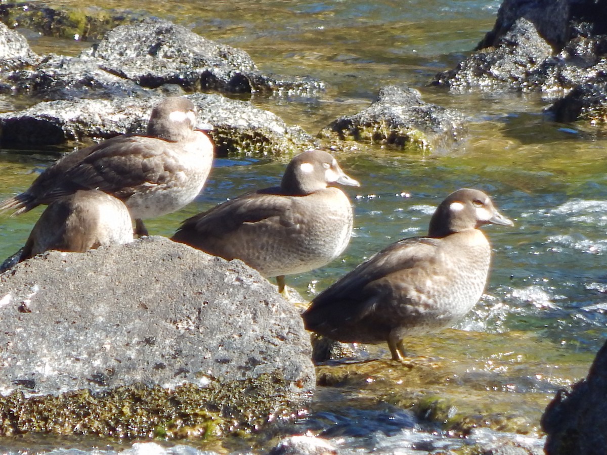Harlequin Duck - ML644304165