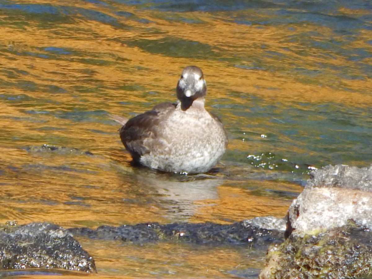 Harlequin Duck - ML644304166