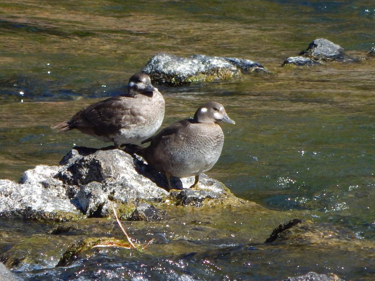 Harlequin Duck - ML644304167