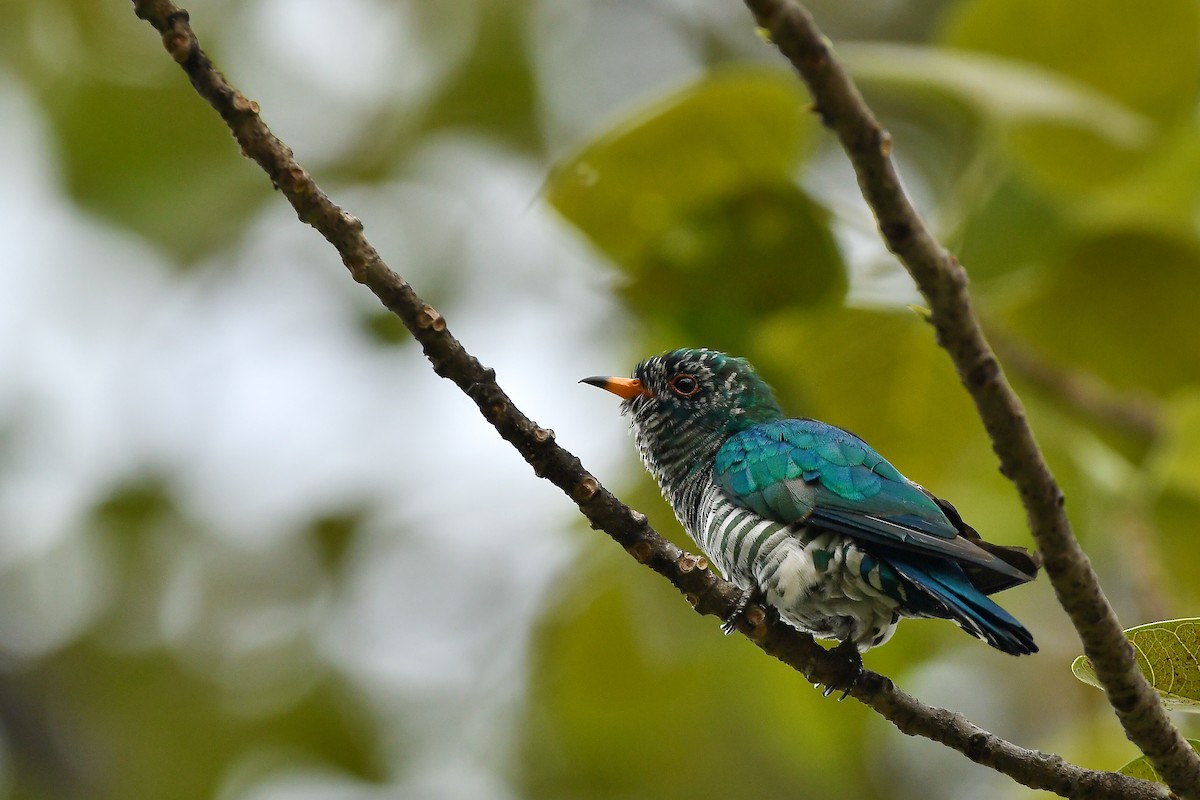 Дідрик смарагдовий - ML644304173