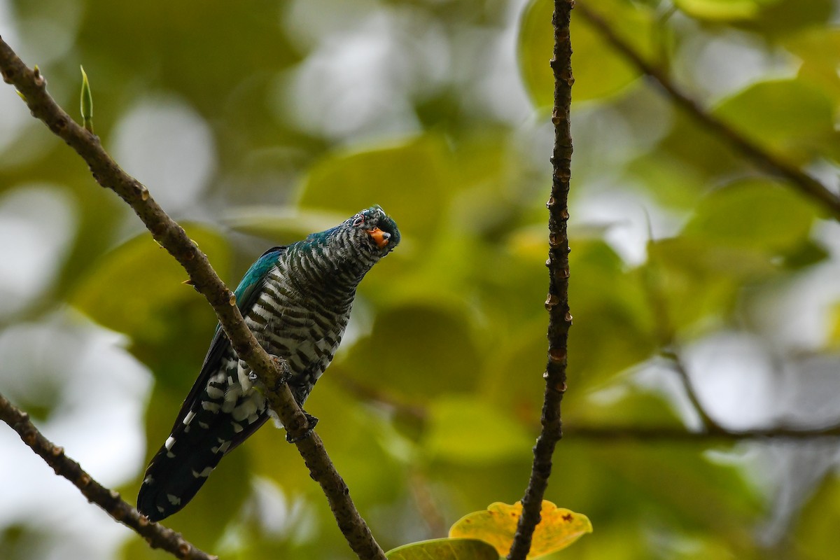 Дідрик смарагдовий - ML644304174