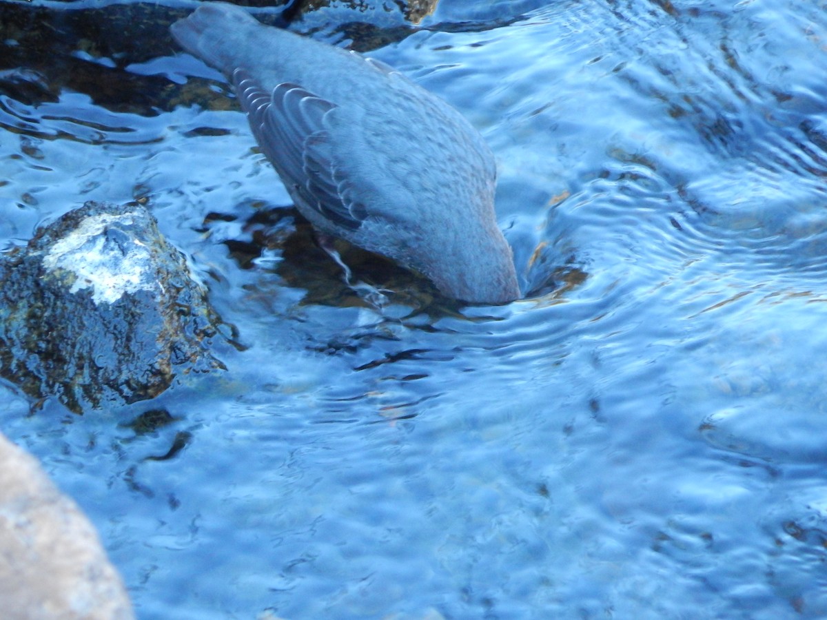 American Dipper - ML644304178