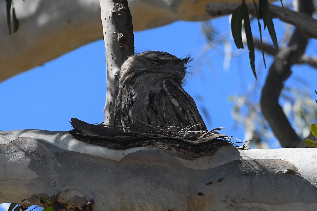 Tawny Frogmouth - ML644304210