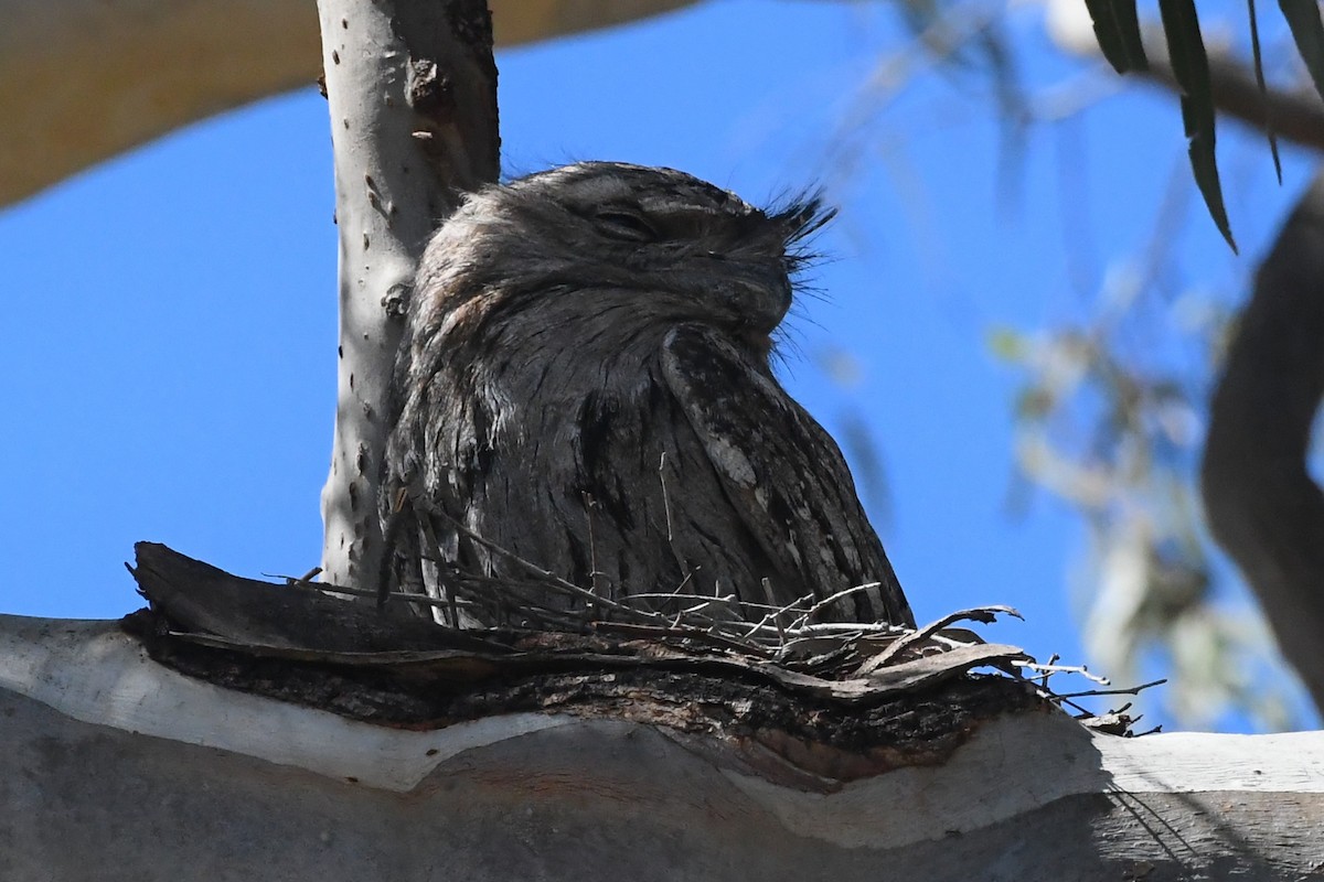 Tawny Frogmouth - ML644304212