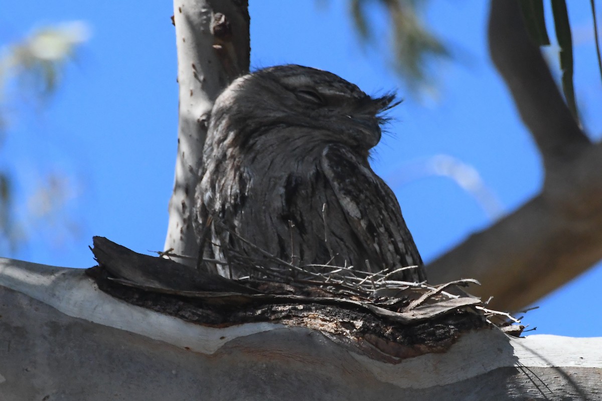 Tawny Frogmouth - ML644304223