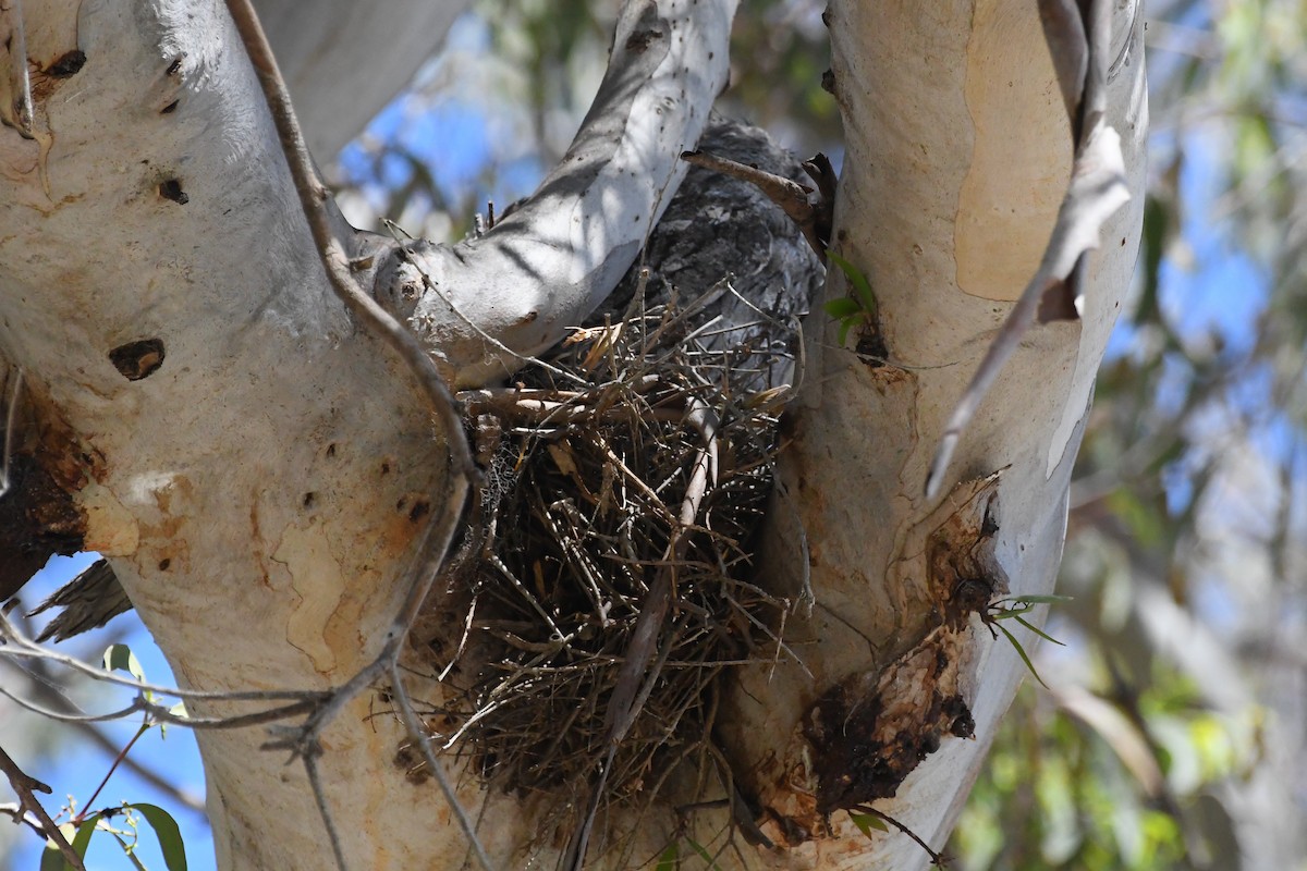Tawny Frogmouth - ML644304225