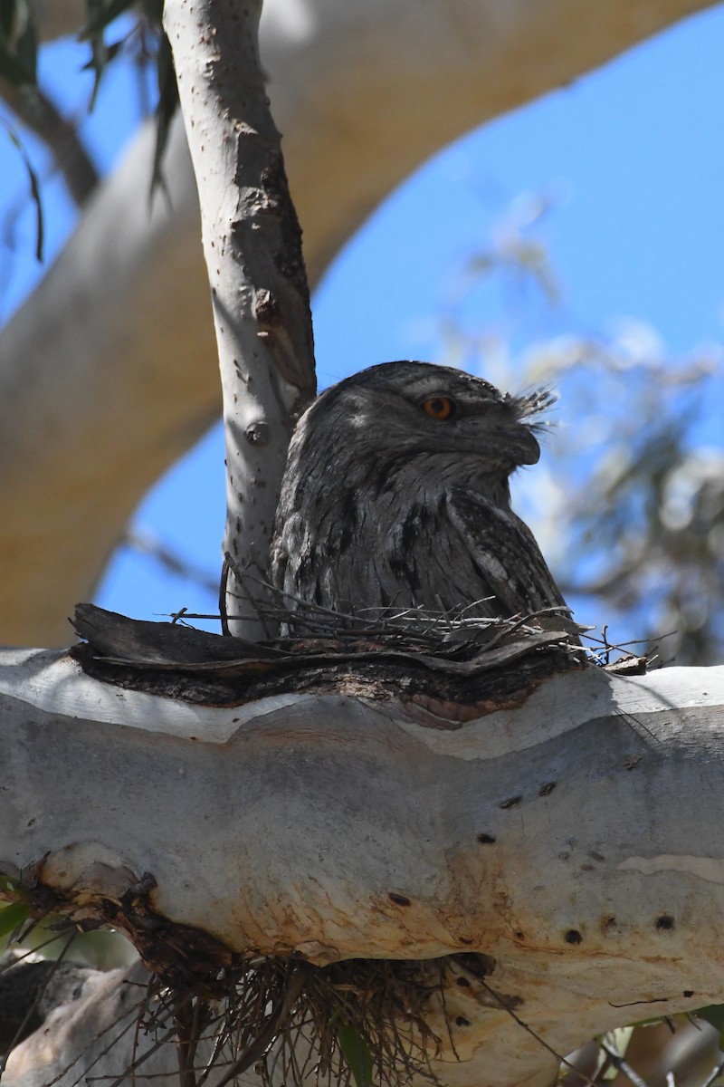 Tawny Frogmouth - ML644304226
