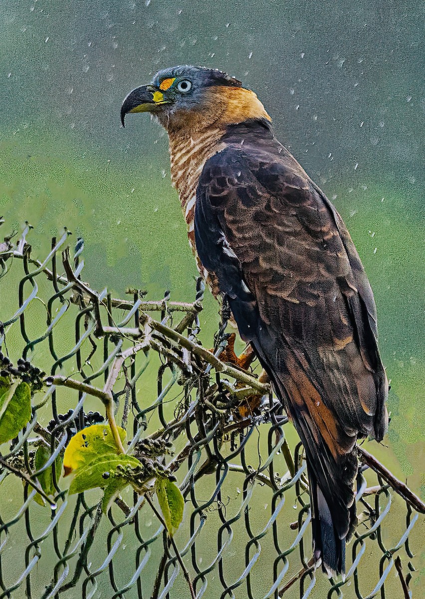 Hook-billed Kite - ML644304228