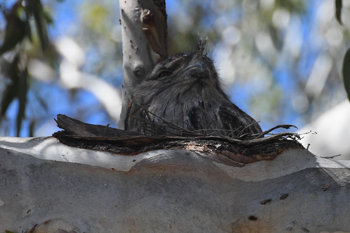 Tawny Frogmouth - ML644304234