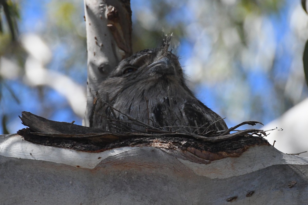 Tawny Frogmouth - ML644304242