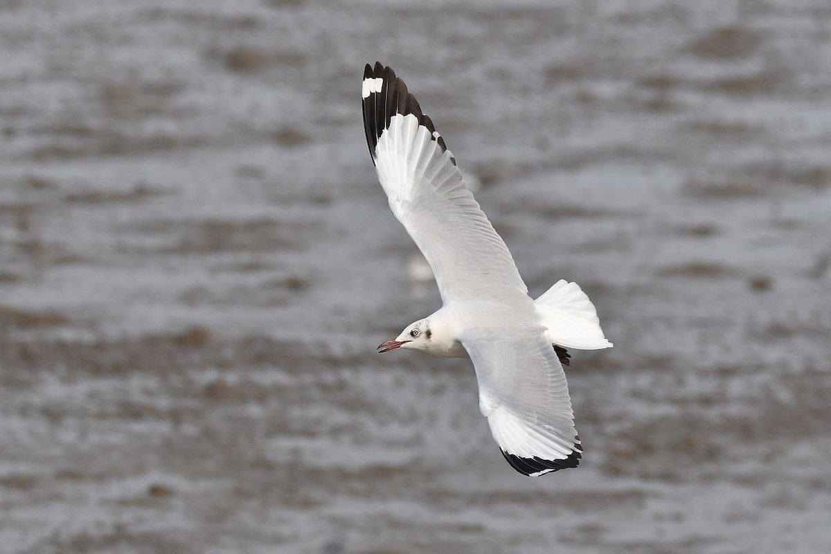 Бор толгойт цахлай - ML644304251